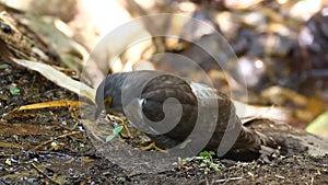 Large Hawk-Cuckoo drinking water