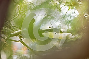 A Cooper`s hawk feasting on a dove in a tree.