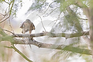 A Cooper`s hawk feasting on a dove in a tree.