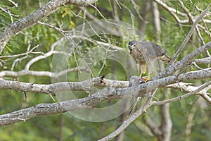 A Cooper`s hawk feasting on a dove in a tree.