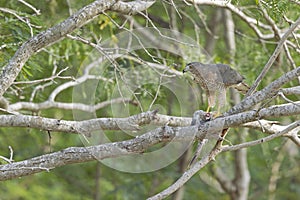 A Cooper`s hawk feasting on a dove in a tree.