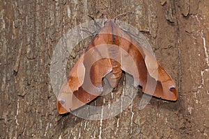 A large Hawk moth found in forests of Kanger Ghati National Park