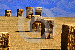 Large Haybales Hay Bales Stacks in Golden Field Harvest