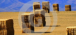 Large Haybales Hay Bales Stacks in Golden Field Harvest