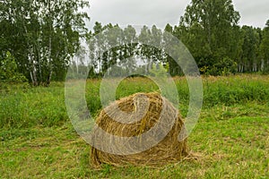 A large haystack of dry hay at the time of harvesting and rolled