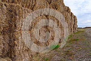 Large haystacks in a field in southeastern Washington, USA