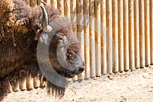 Large head of a bison covered with wool, in profile, close-up