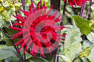 Vivid red flower of a cactus dahlia plant.