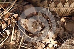 Large head of vipera ammodytes