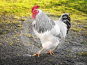 A large healthy free-range cage-free rooster with white and black feathers and red comb walking outside in natural green grass