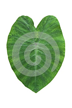 Large heart shaped green leaves of Elephant ear or taro Colocasia species the tropical foliage plant isolated on white backgroun