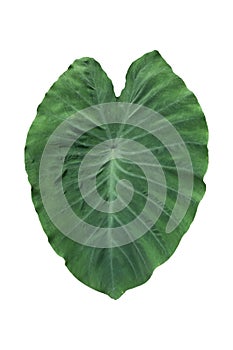Large heart shaped green leaves of Elephant ear or taro Colocasia species the tropical foliage plant isolated on white backgroun