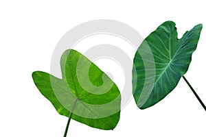 Large heart shaped green leaves of Elephant ear or taro Colocasia species the tropical foliage plant isolated on white