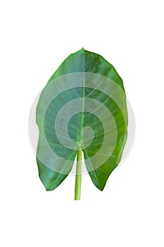 Large heart shaped green leaves of Elephant ear or taro leaf Colocasia species the tropical foliage plant isolated on white back