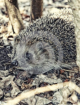 Large hedgehog in the fall leaves close up