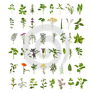 Large Herb Leaf and Flower Collection photo