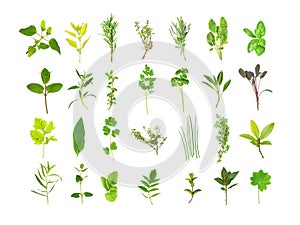 Large Herb Leaf Selection