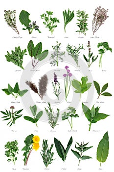 Large Herb Selection