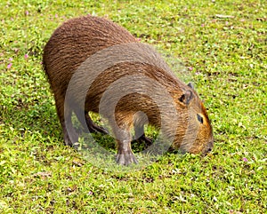 Large herbivorous animal of brown color from tropical zones. Live in the countryside and in mud puddles. Animals in the pasture