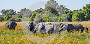 Large herd of African elephants grazing in tall river grass with green trees in background, safari in Moremi NP