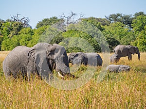 Large herd of African elephants grazing in tall river grass with green trees in background, safari in Moremi NP