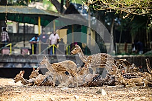 Large herd of big and small Indian spotted deers resting on dry ground in zoo