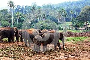 A large herd of brown elephants against the background of the jungle