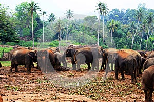 A large herd of brown elephants against the background of the jungle