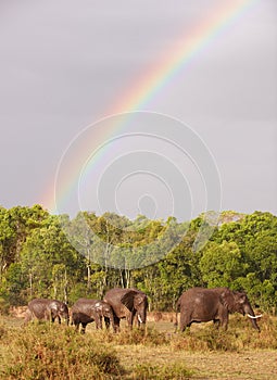 Large herd of Bush Elephants (Loxodonta africana) photo