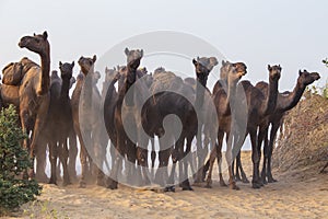 Large herd of camels in desert Thar during the annual Pushkar Camel Fair near holy city Pushkar, Rajasthan, India