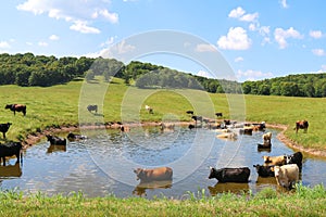 Large herd of cattle cows wading in a cool water pond in a green ranch farm pasture and blue sky beyond