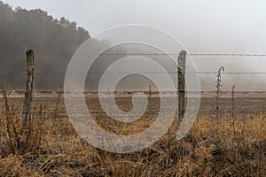 Large herd of cattle in the morning mist, Villa Pehuenia, NeuqueÃÂn, Argentina photo