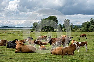 Large herd of cows with calves resting in a green field