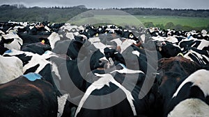 Large Herd Of Cows Shoving And Mounting