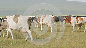 A large herd of dairy breeds of cows standing in a meadow.