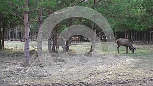 Large herd of deer look far to side, behind are trees