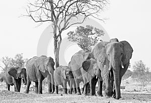 Large herd of elephants in black and white walking forwards in Hwange National Park photo