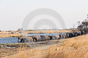 Large herd of elephants drinking in river