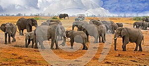 Large herd of elephants on the Hwange Plains with a tourist truck in the distance