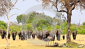 Large herd of elephants walking out from the bush towards a waterhole, which is powered by an old diesel pump