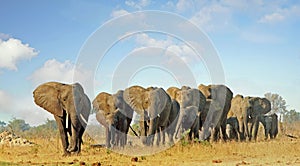 Large Herd of Elephants walking towards camera with a nice blue cloudy sky