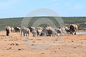 A large herd of elephants at a waterhole drinking water on a sunny day in Addo Elephant Park in Colchester, South Africa