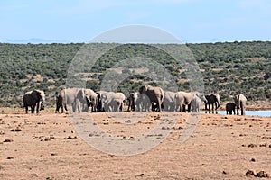 A large herd of elephants at a waterhole drinking water on a sunny day in Addo Elephant Park in Colchester, South Africa