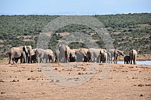 A herde of elephants at a waterhole drinking water on a sunny day in Addo Elephant Park in Colchester, South Africa