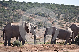 A herde of elephants at a waterhole drinking water on a sunny day in Addo Elephant Park in Colchester, South Africa