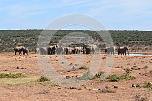 A herde of elephants at a waterhole drinking water on a sunny day in Addo Elephant Park in Colchester, South Africa