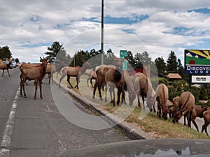 A large Herd of Elk cross the Colorado Road