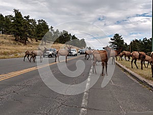 A large Herd of Elk cross the Colorado Road