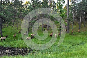 Large Herd of Elk Running Off Into the Woods