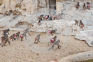 herd of female baboons with red swollen folds of skin around the buttocks signaling readiness for mating and conception and